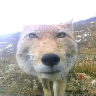 RedTheFox66's profile picture. 