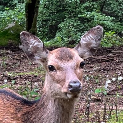 volanek68's profile picture. Lidl hate account, Globus sekaná v housce stan account