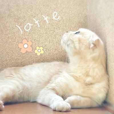 Hachiさんのプロフィール画像