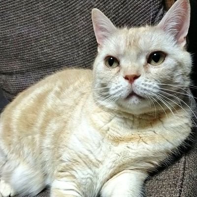 NekoJiroKing's profile picture. Basketball🏀
島根スサノオマジック🐉