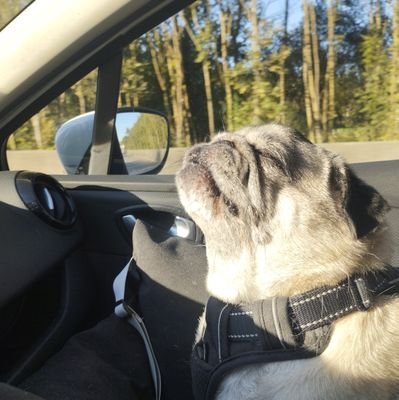 sdmouches's profile picture. She/her | AuDHD | Mom of 3 (🐶🐈🐈)