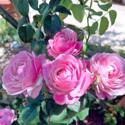 MyRomeoDarling's profile picture. 