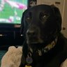 MediaLabsLLC's profile picture. Sources please! Cynophilist. Digital~Media Analyst/Critic & Consultant. Often Skeptical. #questioneverything #Animaladvocate. Bots & non thinkers blocked.