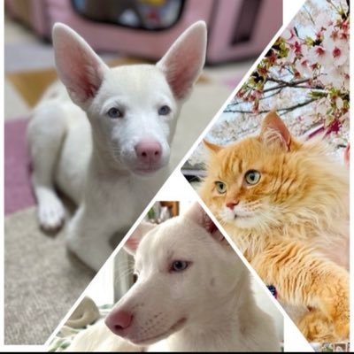 大切で可愛い家族🍀大吉(猫16歳)アルビノ犬姉妹の華🌸と雪❄️(元保護犬の3歳)達との♪おマヌケで😆幸せな日々を 楽しみながらここに残しつつ 皆さまにもクスッ(*´ `*)♪.*･と笑顔になって頂けたら とっても  嬉しいです·͜·ᰔ ᩚ お絵描き初心者ですが どうぞよろしくお願い致します(ᴗ͈ˬᴗ͈)ஐ