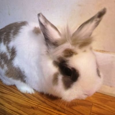 BlueRougue's profile picture. 