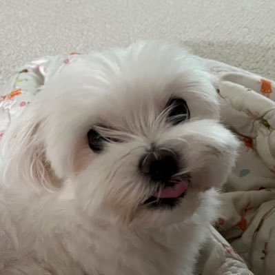 y25487's profile picture. 그저 지나가던 990829번째 동산이