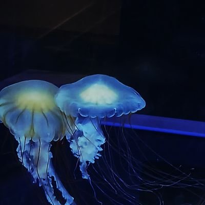 syuuka_1112's profile picture. 愛 は 重ければ 重いほど あたしは すきです 。
どちでもいけますがレズです
9割レズです
🐰❤ / 🐙🌟  / 🤍🐈‍⬛ / 🖤💤