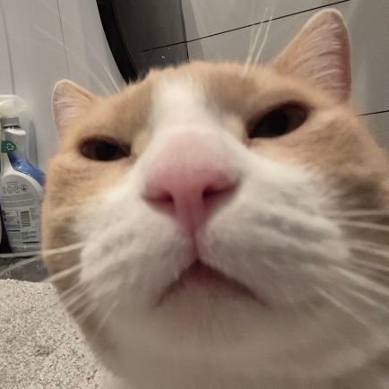 mharitsnf's profile picture. dream big, fart loud
