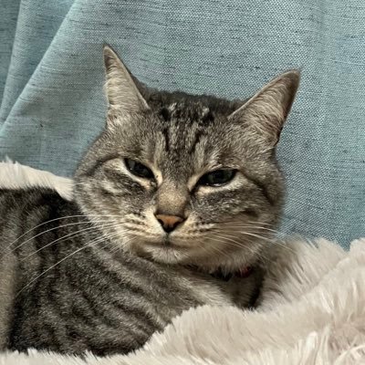 jxc_ct's profile picture. 生きてるだけの成人済みのアラサー