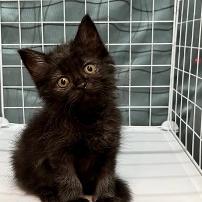 somrakaspui's profile picture. 