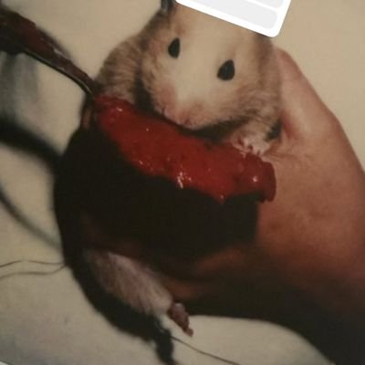 zkryi_'s profile picture. 
