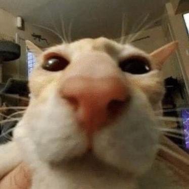 di_ffu's profile picture. If you follow me, expect a lot of goonery. You've been warned.

Also working on a tf2 sex mod, yes.