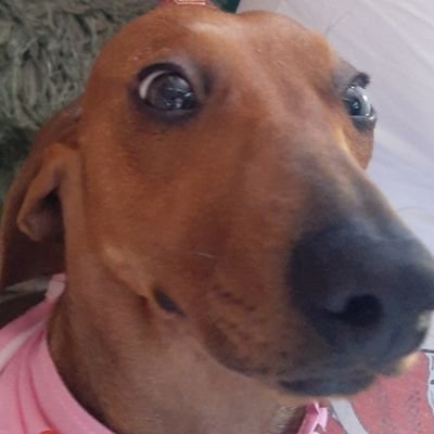 robloxpro218564's profile picture.