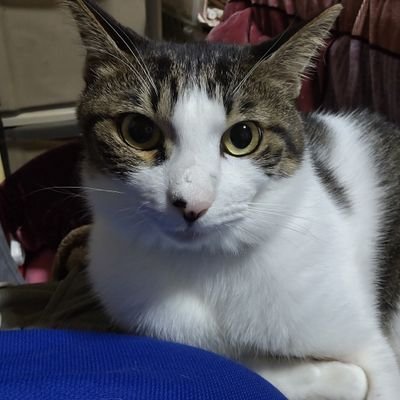 FloralMuseo's profile picture. 毎日少しずつ、自分を超えていく！🎮📚 ゲームは大好きな趣味だけど、読書を通して心を豊かにすることが大切💖。挑戦することを恐れず、一歩ずつ前進して、素敵な自分を作り上げていくよ💪✨