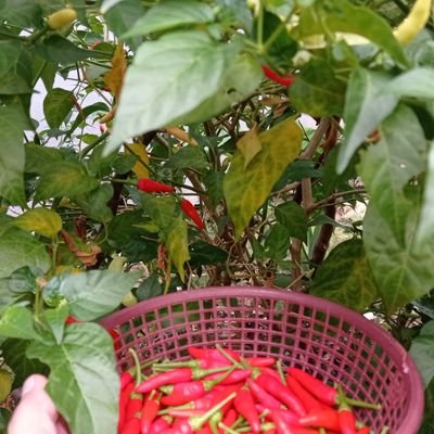 davianputa's profile picture. 