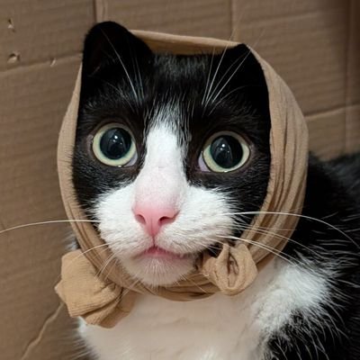 CloakLady's profile picture. 💙
Я не з України, але я з Україною 
💛

Срака гола, зуби гострі, слава Богу, що в колгоспі.
