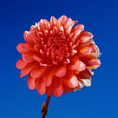 oha_byte's profile picture. vent account