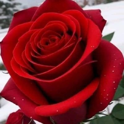 SilviaA38388714's profile picture. 