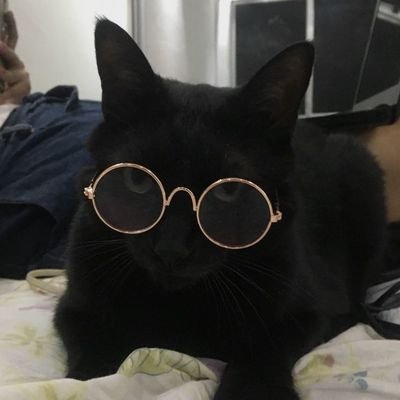 Wiligamesstarr's profile picture. O Pior Perfil Do X....
