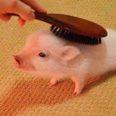 pookieさんのプロフィール画像