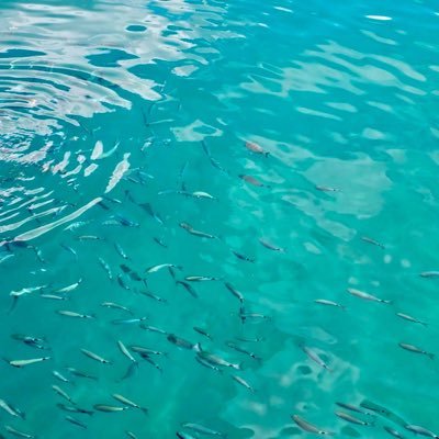 Macmalus212's profile picture. 🛫🇲🇦🇫🇷🇺🇸🇲🇽🇪🇸🇵🇹🇧🇪🇪🇬🇩🇴🌍🎧💻📸🎮🥗🥛💪🏋️‍♀️🚵🏽👨‍👦