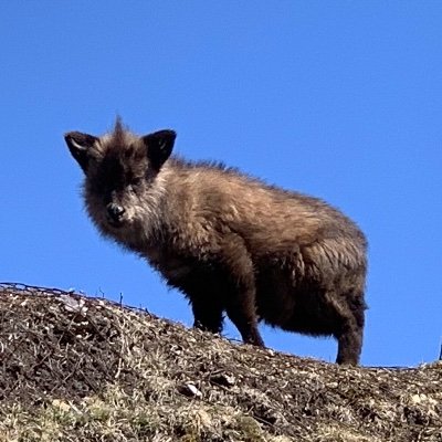 sergeant012's profile picture. 