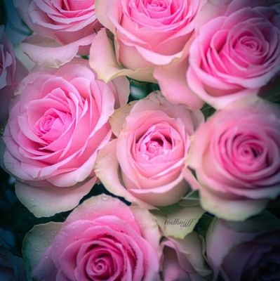 SGonzalez4835's profile picture. Ningún don.