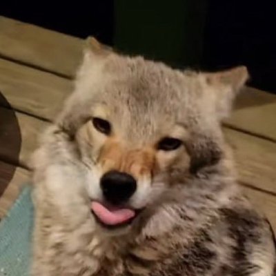 werewolf enjoyerさんのプロフィール画像