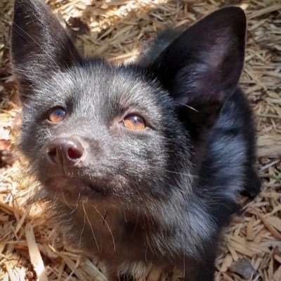 mizzukkj's profile picture. Faça oque ama, ame oque faz.