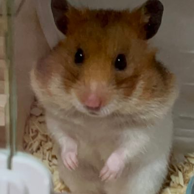 Pi_00ma's profile picture. @P5511197026520p @pipiman_mana