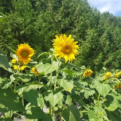 rTcB5iymbDYlXPZ's profile picture. 教育機関勤務で現在2児の母。もちろん成人済。アラフォー。