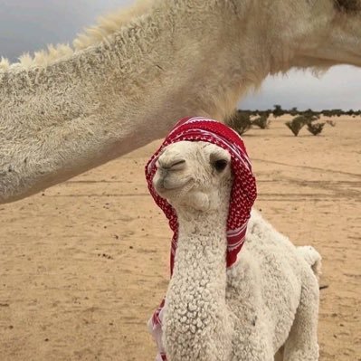 si_99si's profile picture. سبحان الله وبحمده .                                         .        سبـحان الله العظيم .