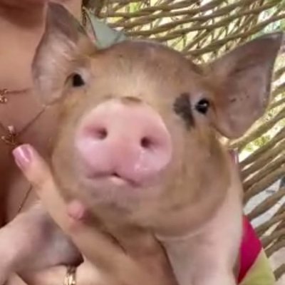 norinoried's profile picture. #edtwt
˖ ࣪⊹ɪᴍᴄ:16.3˖ ࣪⊹｡
˖ ࣪⊹ᴀʟᴛ:1.44˖ ࣪⊹
˖ ࣪⊹ᴋɢ:33.7˖ ࣪⊹
 ♱💍
 ｡⋆｡ ﾟ⊹｡ꜱɪɴᴄᴇ 2022 ｡⋆｡ ﾟ⊹｡