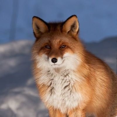 JacobSmalley76's profile picture. I designed a proof of concept research tool using a.i. and python. Elon you may be interested. ✝️ 🇺🇲 Dad and Vet.