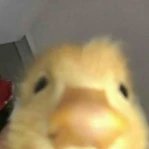 DeveloperLuaa's profile picture. Roblox Luau Programmer!