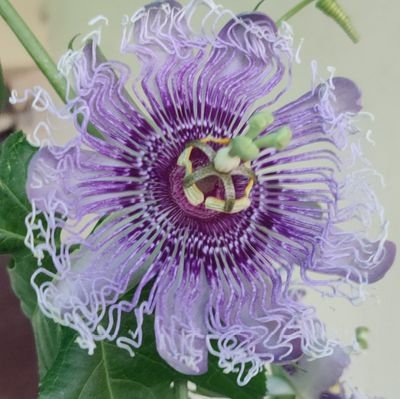 navaldogra's profile picture. “Life’s just a prank… and death’s the punchline.” 💀 🃏
I also have a tarace garden 😁😁🌴