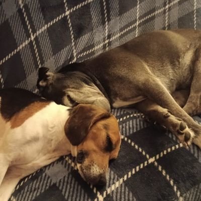 Dogs4_me's profile picture. Luv Family, WVU sports, my dogs Chopper & Jo-Jo. People who speak TRUTH, keep integrity & wait on justice. Browns, Bills & Indiana Fever Fan. Luv the outdoors.