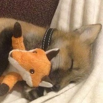 Finn_ABDL's profile picture. "secret" little account for @Finn_The_Foxy
~
expect pictures, art, and general ADBL shenanigans