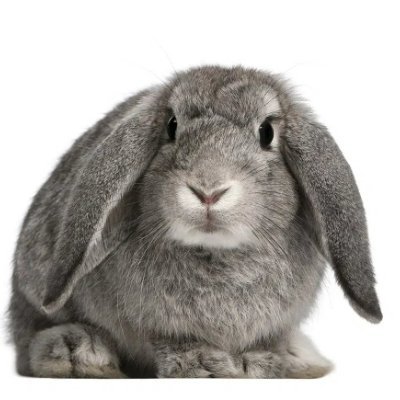 JoshTheBun's profile picture. ✝️ Christian, Enjoyer of adorable things, Taken
Everyone is welcome
SFW