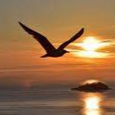 notlar4745's profile picture. 