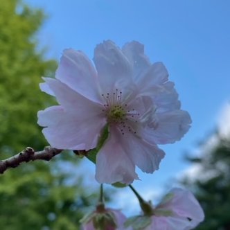 fudoumiyouou9's profile picture. この国を正す人達を応援させて頂いています。　今の日本という国が
大変な危機にあるという事を多くの方に知って頂きたくアップしています。真実はいずれ明らかになる。誹謗中傷もあるが負けない。
特に【石濱哲信氏】を支援させて頂いています。以前1000人超えた辺りにバンされ０になったがまた一からスタートした。