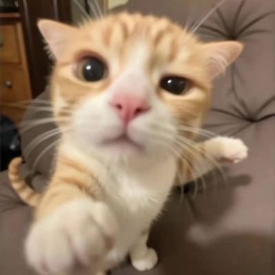 otogeerbll's profile picture. 2n