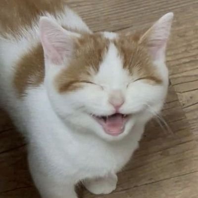 sel0oa's profile picture. 냐냥