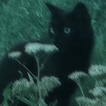 nyrx_meow's profile picture. (=`ω´=) grrr