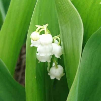 yuzunasu_c's profile picture. 成人済み。twstプレイ中です。無言フォロー失礼します。推しは♠。1年可愛い。CPは♥♠のみ。ネタバレ配慮していませんので、新イベント期間などご注意ください。通知はオフですがリプ大歓迎です！