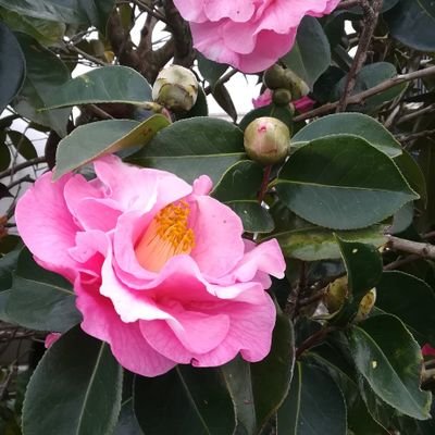 Yatooo_san's profile picture. 【改憲反対‼️】法の専門家も日本弁護士連合会も反対してる👦裁判官の祖父「憲法は戦争から日本を守る、人権はどこの国の憲法にも負けない」言っていた😢小学生時、日本政府が日本の為に機能してないと気づいた⚠️自公維国立参N嫌⚠️