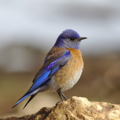 ASabbir332154's profile picture. 