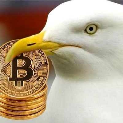 CAlbatross's profile picture. A journal of thoughts and bookmarks on Crypto.