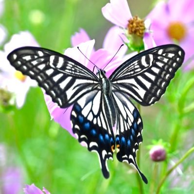 MnNSU8ZDdB91833's profile picture. まどろみのRP垢です。基本こちらはポストしません。♡、RP はこちらではなく、メイン垢にして頂けると嬉しいです(⸝⸝ᵕᴗᵕ⸝⸝)リムる方はこちらもリムります！反応も致しません！メイン垢 👉 @madoromi__2 です