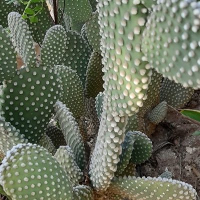 SolostanNot_Ot1's profile picture. 🌵🌵🌵solostan mgkaiba sila ni OT1 kaya kng di nyo alam pgkakaiba ng dalawa manahimik kau!!!!